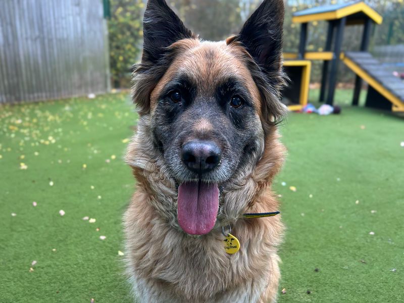 Shadow | German Shepherd Dog Cross | Basildon (Essex) - 1