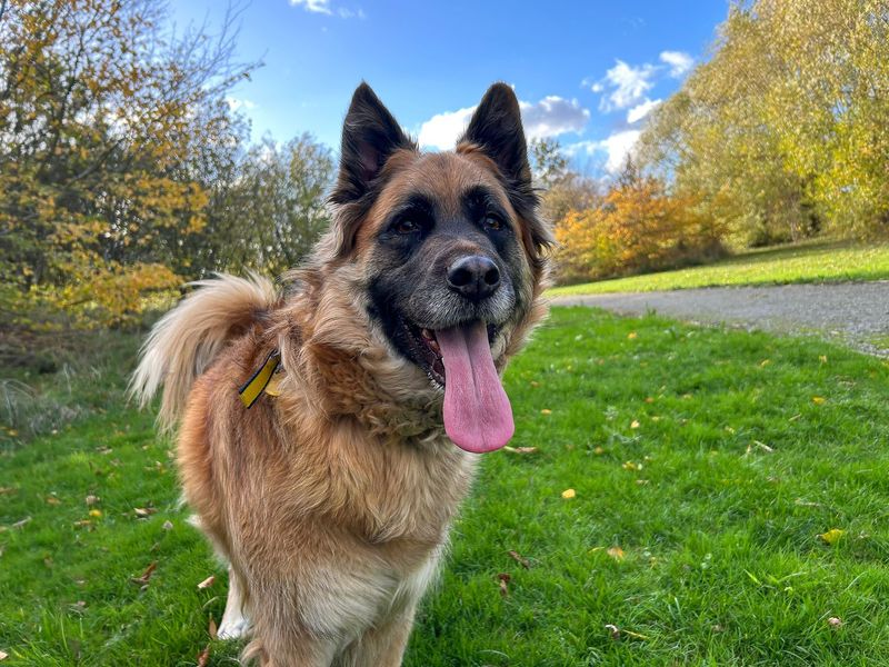 Shadow, a 6 years old female German Shepherd available for adoption from Dogs Trust in Basildon, Essex