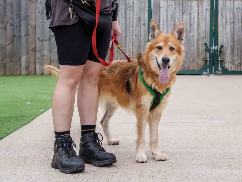 Golden Retriever for adoption in Wymeswold, Leicestershire – 7 years old - Image 4 of 4