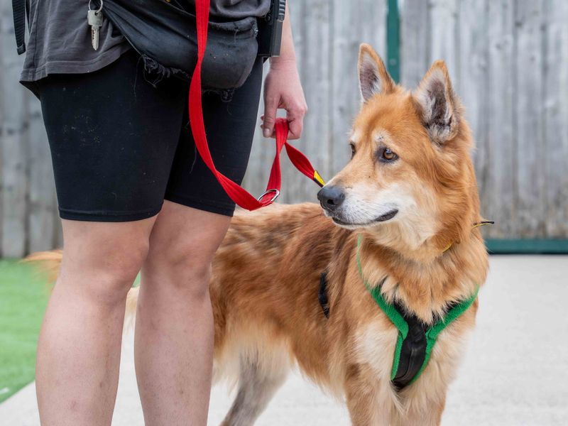 Golden Retriever for adoption in Wymeswold, Leicestershire – 7 years old - Image 3 of 4