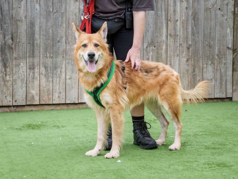 German Shepherd for adoption in Wymeswold, Leicestershire – 7 years old