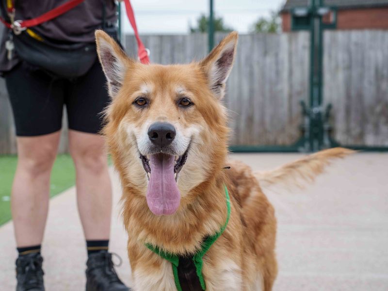 Golden Retriever for adoption in Wymeswold, Leicestershire – 7 years old - Image 2 of 4