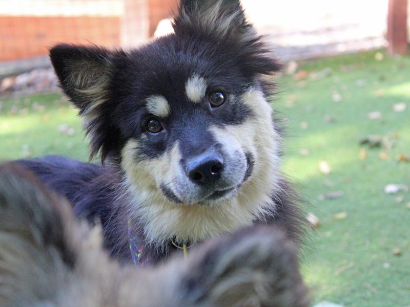 Nani | Finnish Lapphund | Merseyside (Liverpool) - 1
