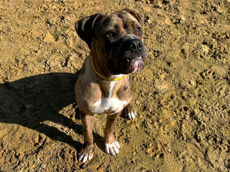 Mastiff for adoption in Chestfield, Kent – 9 months old - Image 4 of 5