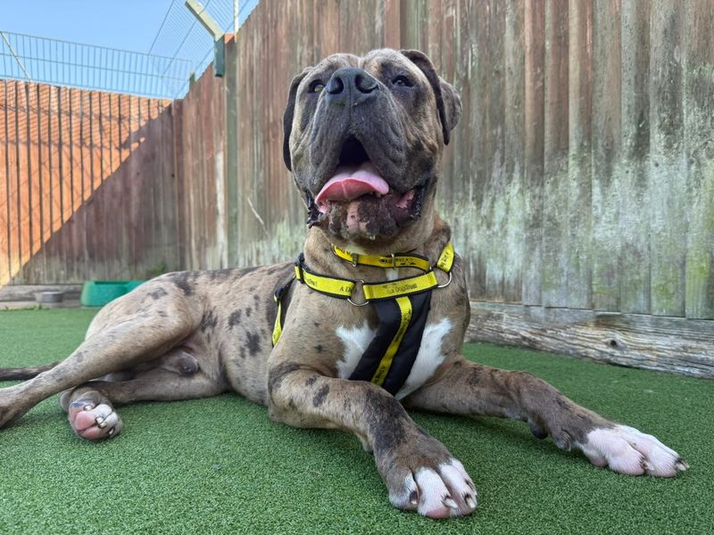 Mastiff for adoption in Chestfield, Kent – 9 months old