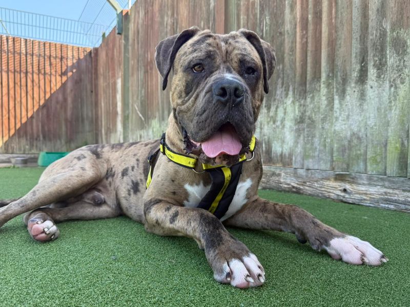 Mastiff for adoption in Chestfield, Kent – 9 months old - Image 2 of 5