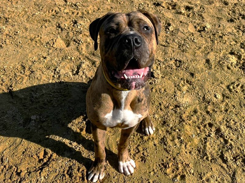Mastiff for adoption in Chestfield, Kent – 9 months old - Image 3 of 5
