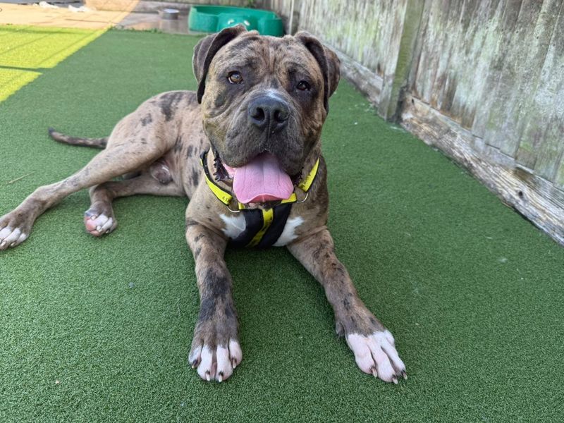 Mastiff for adoption in Chestfield, Kent – 9 months old - Image 5 of 5