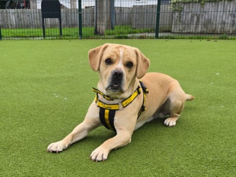 French Bulldog for adoption in Telford, Shropshire – 3 years old - Image 3 of 4