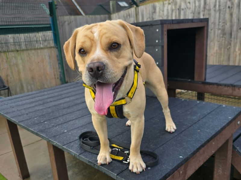 French Bulldog for adoption in Telford, Shropshire – 3 years old