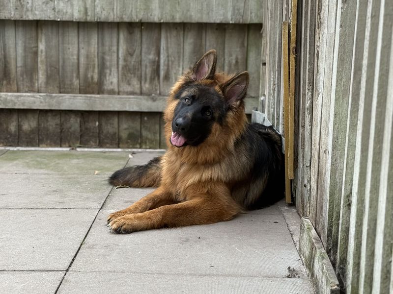 German Shepherd for adoption in Kenilworth, Warks – 1 year old