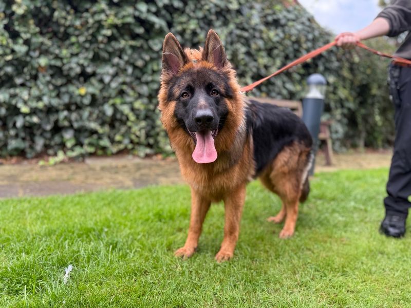 German Shepherd for adoption in Kenilworth, Warks – 1 year old - Image 2 of 5
