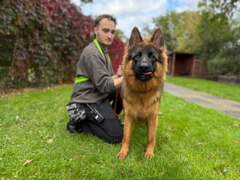 German Shepherd for adoption in Kenilworth, Warks – 1 year old - Image 4 of 5
