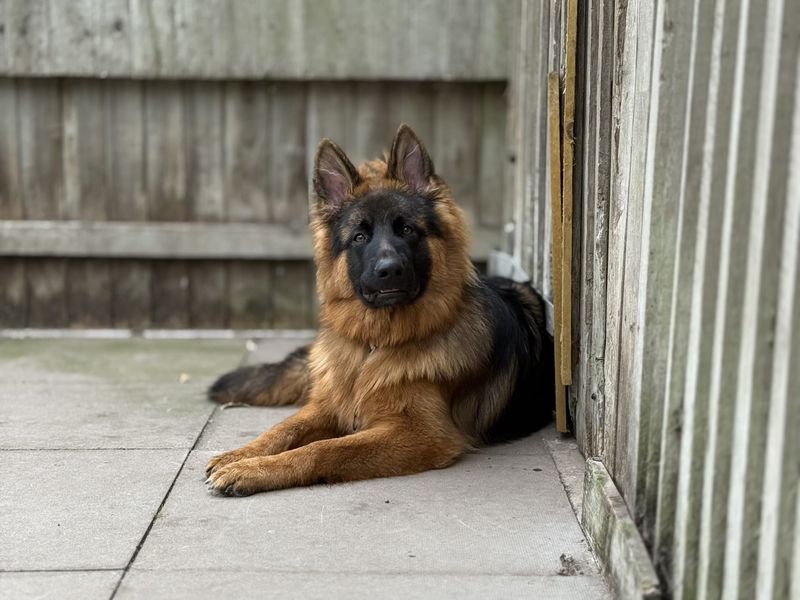 German Shepherd for adoption in Kenilworth, Warks – 1 year old - Image 3 of 5