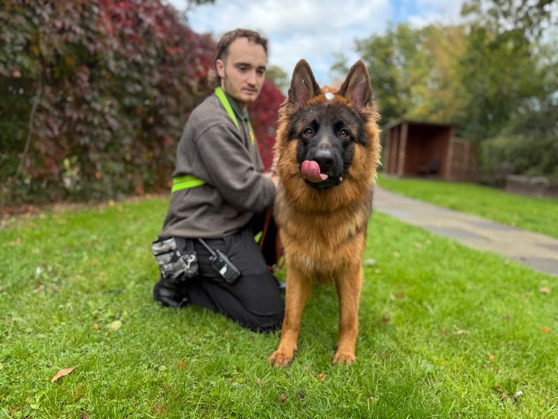 German Shepherd for adoption in Kenilworth, Warks – 1 year old - Image 5 of 5