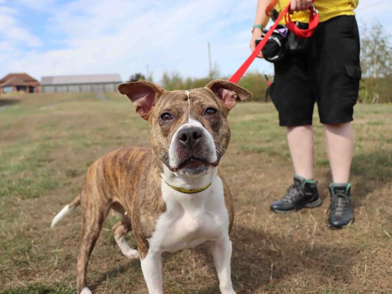 American Bulldog for adoption in Sadberge, Co Durham – 2 years old - Image 3 of 3