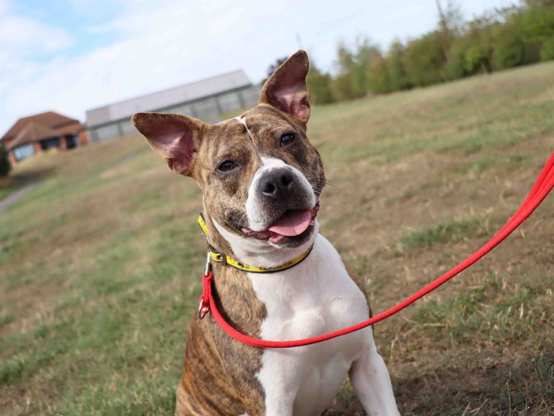 American Bulldog for adoption in Sadberge, Co Durham – 2 years old