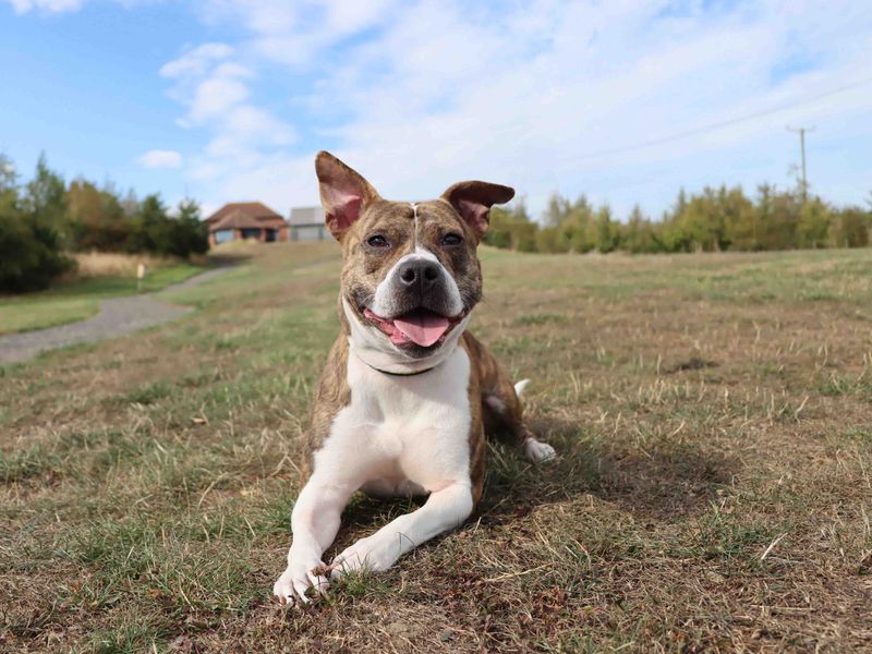 American Bulldog for adoption in Sadberge, Co Durham – 2 years old - Image 2 of 3