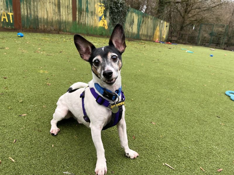 Jack Russell Terrier for adoption in Ilfracombe, North Devon – 7 years old
