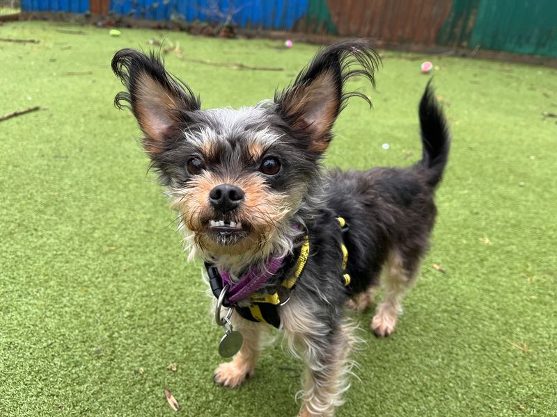 Jack Russell Terrier for adoption in Ilfracombe, Devon – 7 years old - Image 3 of 5