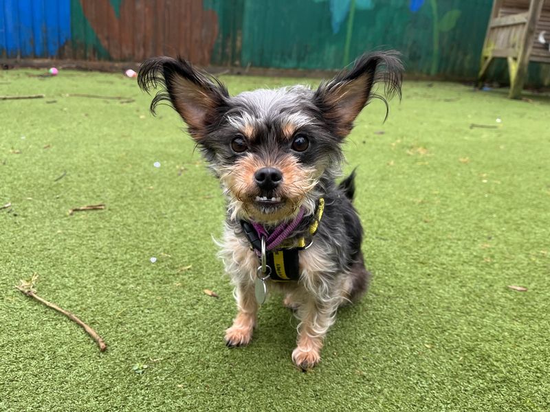 Molly | Terrier (Yorkshire) Cross | Ilfracombe - 1