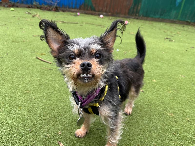 Jack Russell Terrier for adoption in Ilfracombe, Devon – 7 years old - Image 2 of 5