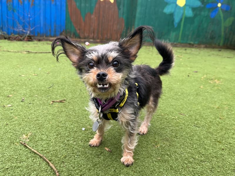 Yorkshire Terrier for adoption in Ilfracombe, North Devon – 7 years old