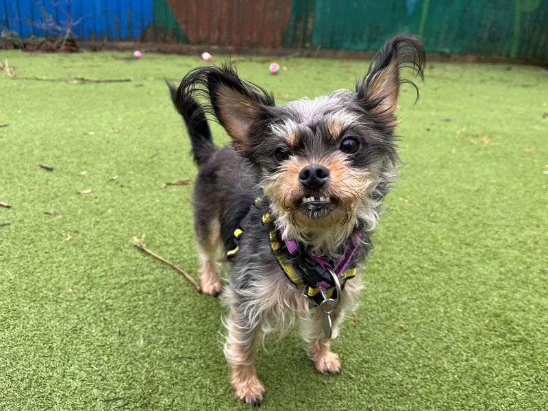 Jack Russell Terrier for adoption in Ilfracombe, Devon – 7 years old - Image 4 of 5