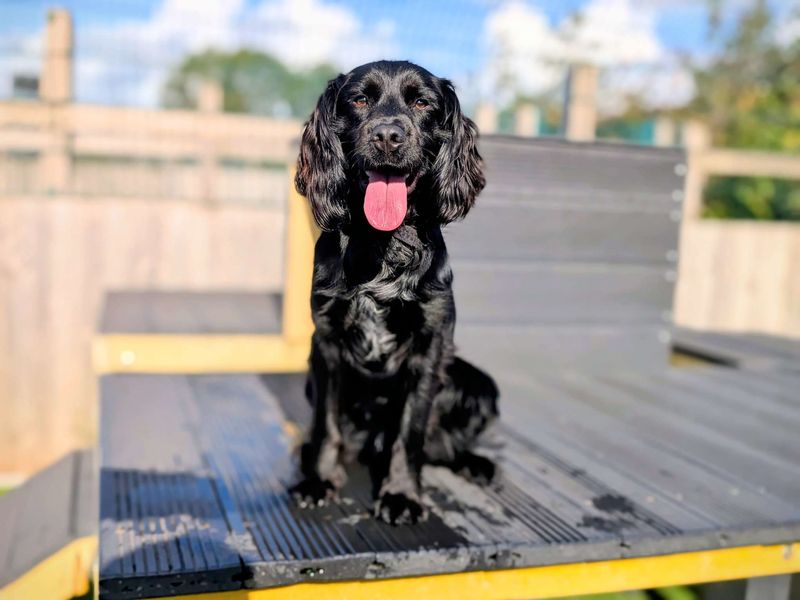 Cocker Spaniel for adoption in Cardiff, Glamorgan – 1 year old - Image 7 of 7