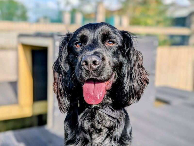 Cocker Spaniel for adoption in Cardiff, Glamorgan – 1 year old - Image 4 of 7