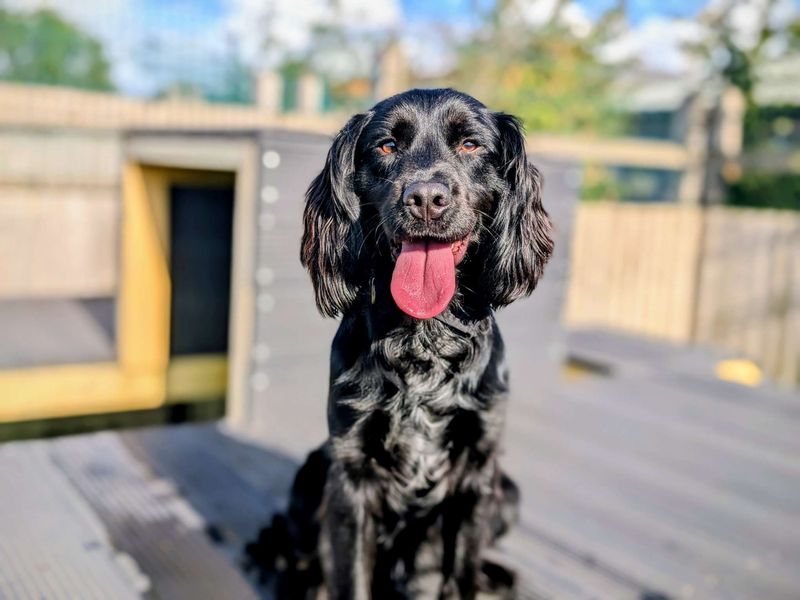 Cocker Spaniel for adoption in Cardiff, Glamorgan – 1 year old - Image 6 of 7