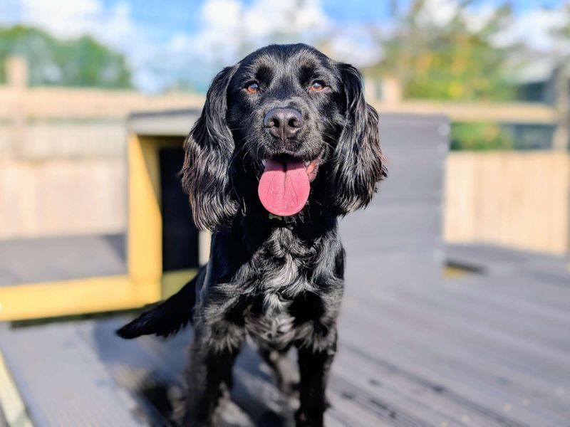 Galaxy | Spaniel (Cocker) | Cardiff - 1