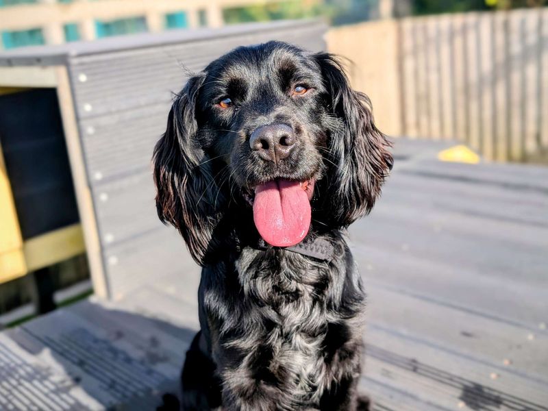 Cocker Spaniel for adoption in Cardiff, Glamorgan – 1 year old - Image 2 of 7