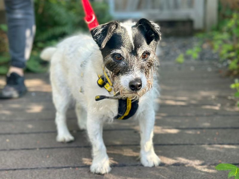 Jack Russell Terrier for adoption in Chestfield, Kent – 13 years old