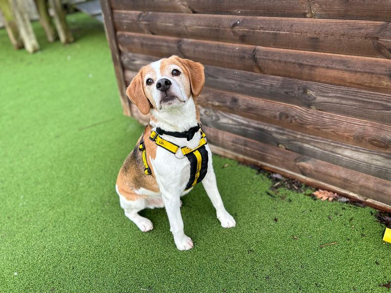 Beagle for adoption in Wymeswold, Leicestershire – 7 years old