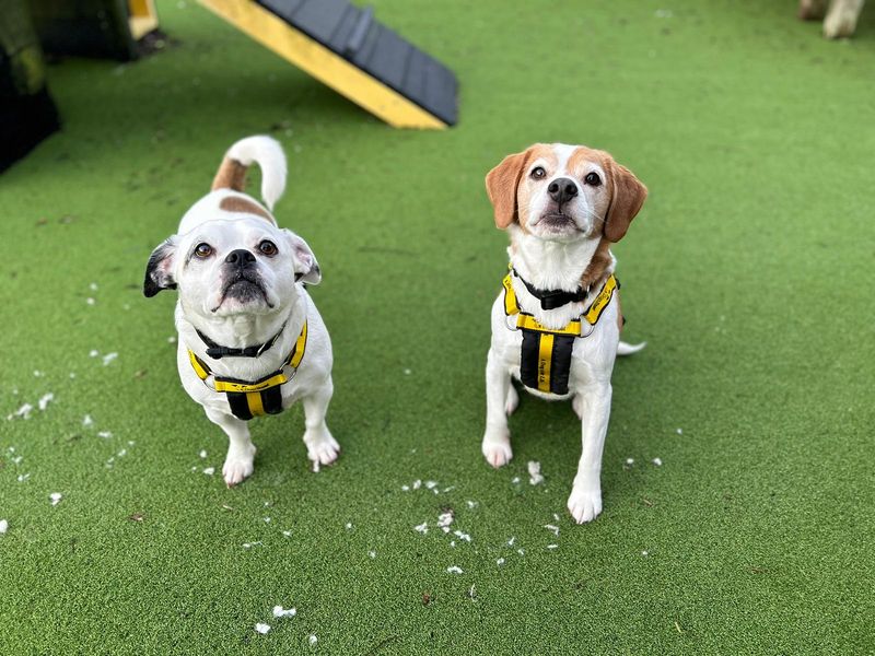 Pug for adoption in Wymeswold, Leicestershire – 5 years old