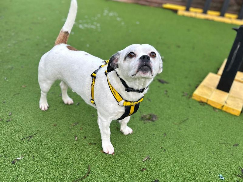 Staffordshire Bull Terrier for adoption in Wymeswold, Leicestershire – 5 years old - Image 2 of 2