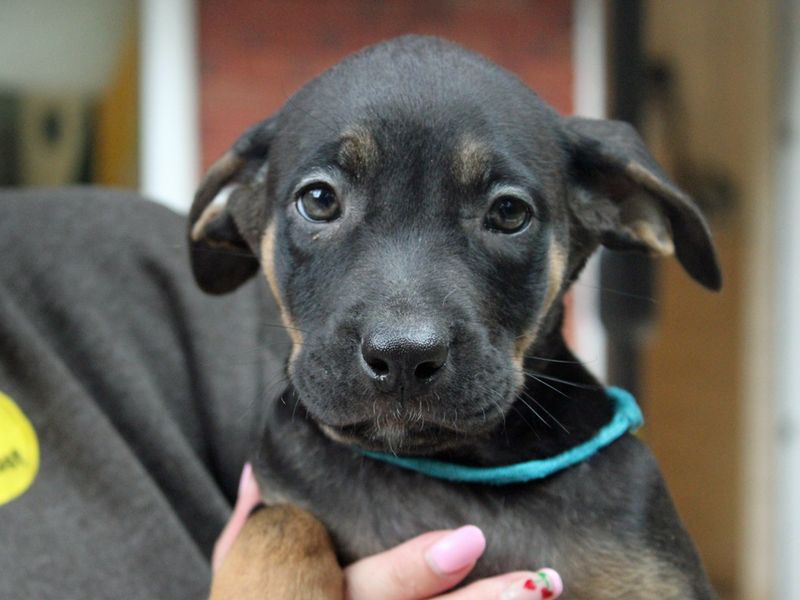 Staffordshire Bull Terrier for adoption in Liverpool, Merseyside – 8 weeks old
