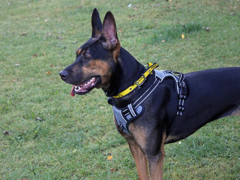 Scout | Crossbreed | Merseyside (Liverpool) - 3