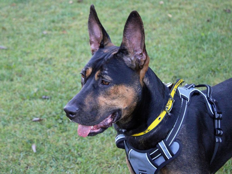 Scout | Crossbreed | Merseyside (Liverpool) - 2