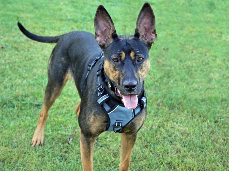 Scout | Crossbreed | Merseyside (Liverpool) - 4
