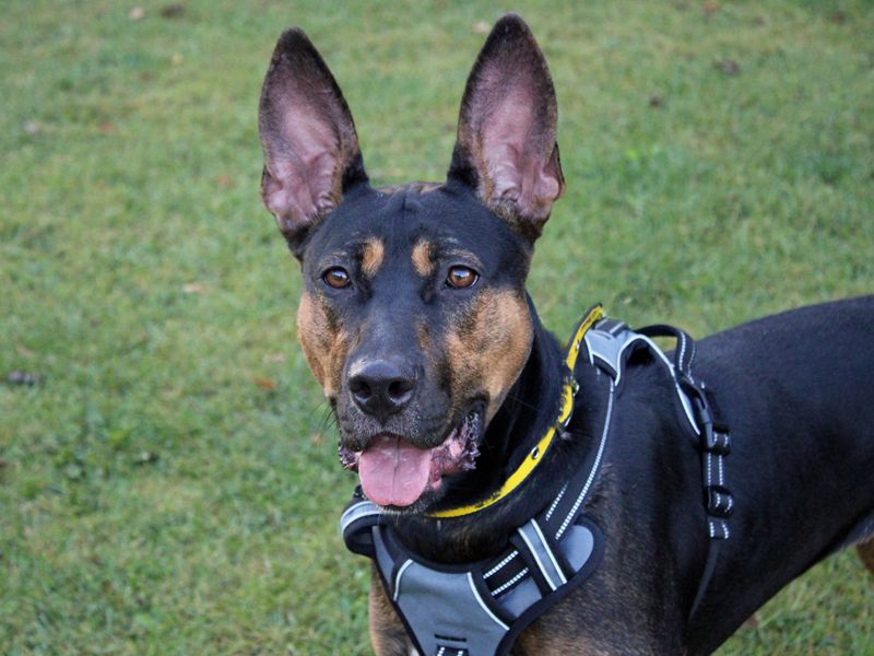 Scout | Crossbreed | Merseyside (Liverpool) - 1