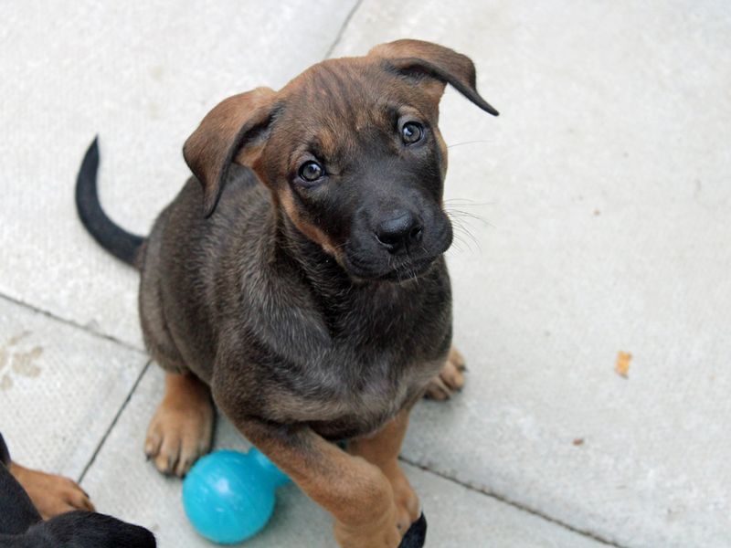 Pineapple | Belgian Shepherd Dog (Malinois) Cross | Merseyside (Liverpool) - 1