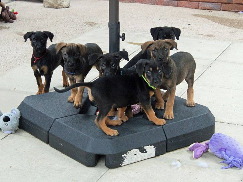 Staffordshire Bull Terrier for adoption in Liverpool, Merseyside – 8 weeks old