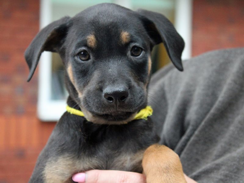 Cheese | Belgian Shepherd Dog (Malinois) Cross | Merseyside (Liverpool) - 1