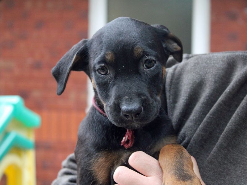 Spicy Beef | Belgian Shepherd Dog (Malinois) Cross | Merseyside (Liverpool) - 1