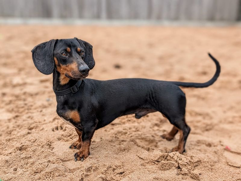 Dachshund for adoption in Cardiff, Glamorgan – 1 year old - Image 2 of 6