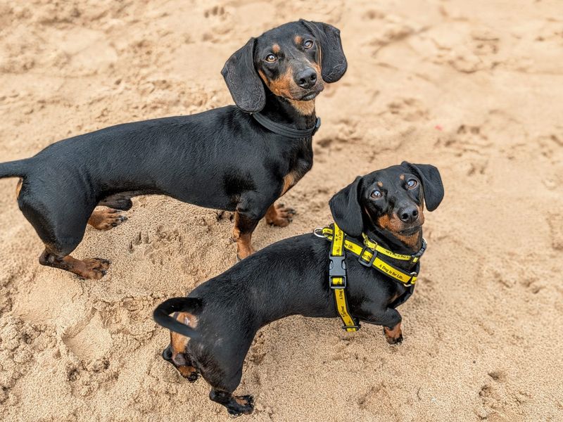 Dachshund for adoption in Cardiff, Glamorgan – 1 year old - Image 3 of 6