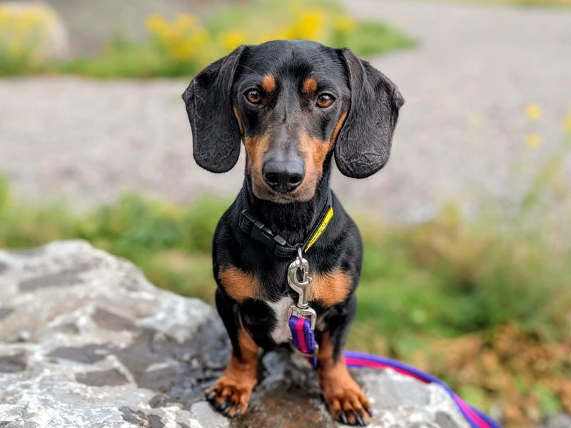 Dachshund for adoption in Cardiff, Glamorgan – 1 year old - Image 4 of 6