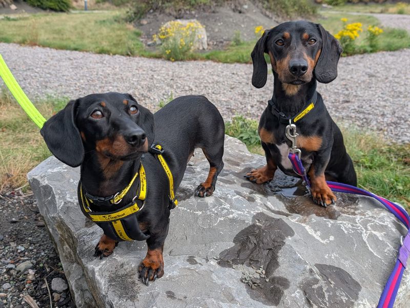 Dachshund for adoption in Cardiff, Glamorgan – 1 year old - Image 6 of 6